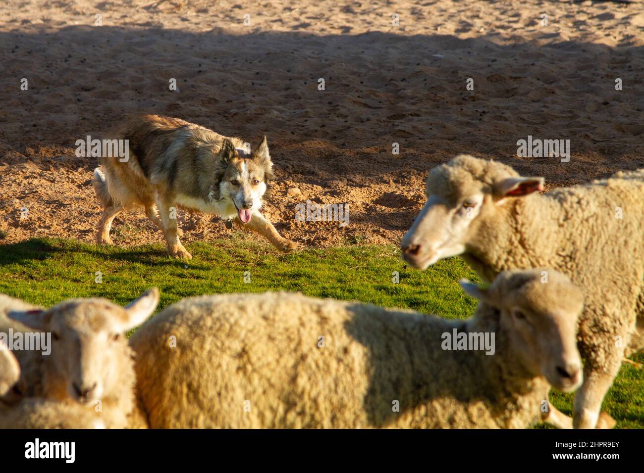 Farm Dog herding Geese Stock Photo