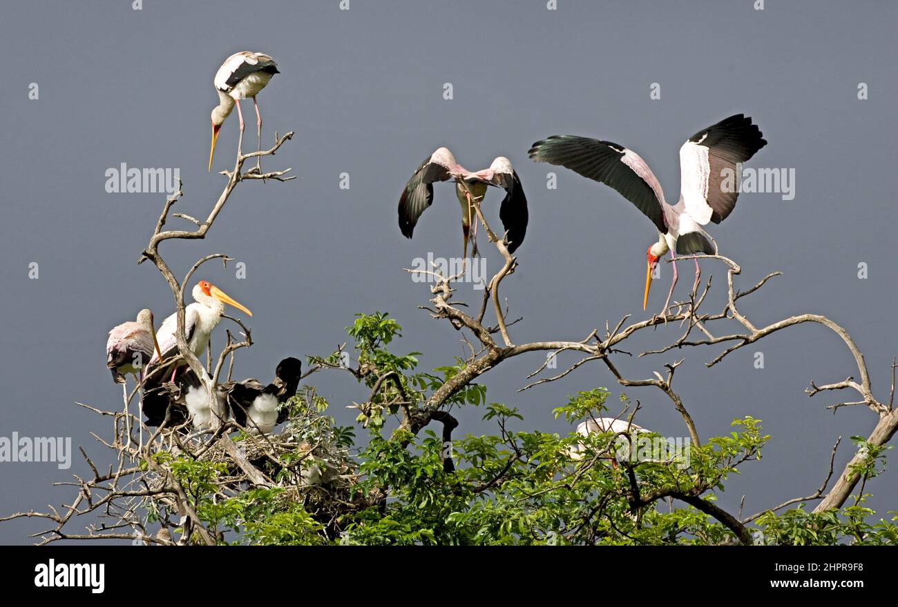 Yellow-billed stork (Mycteria ibis) nesting colony. This large wading bird is found in Africa south of the Sahara. It uses its long bill to catch fish Stock Photo