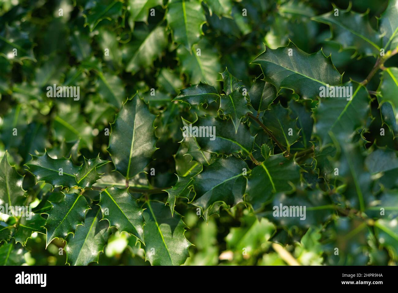 Holly leaves texture filling the entire frame Stock Photo