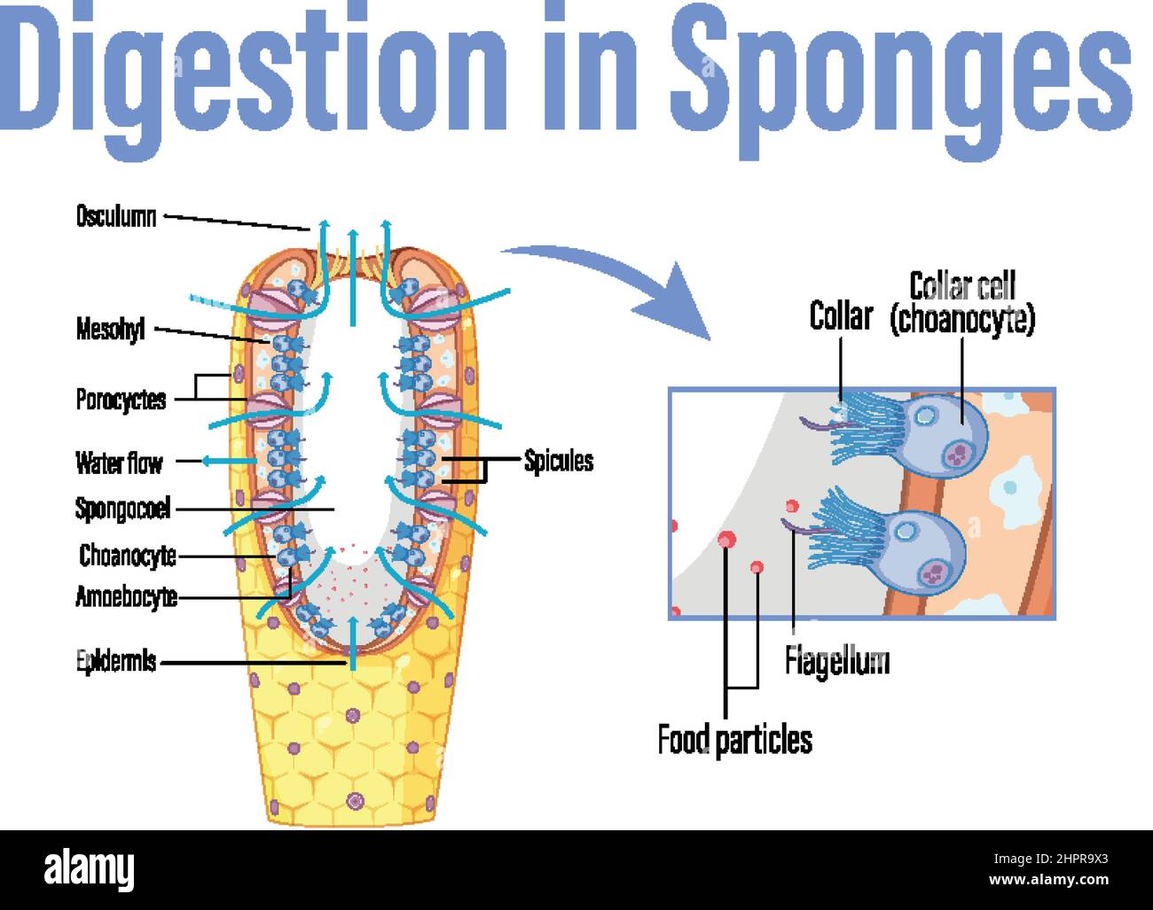 Diagram showing digestion in sponges illustration Stock Vector Image