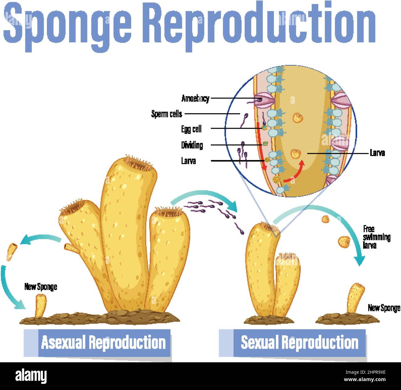 Diagram showing reproduction in sponges illustration Stock Vector Image