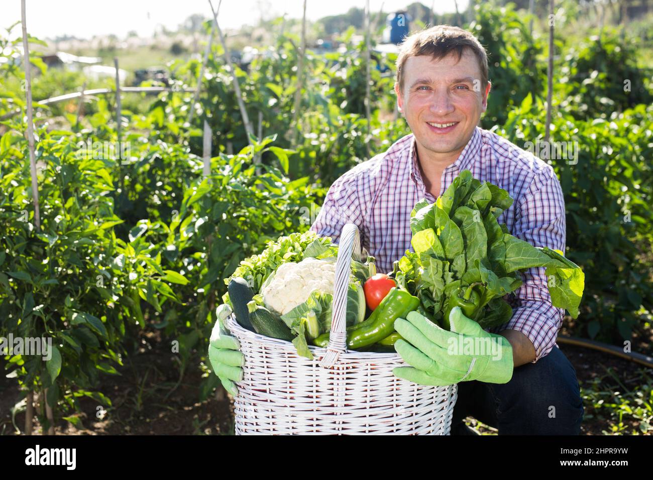 Man gardener holding basket with harvest of vegetables Stock Photo - Alamy