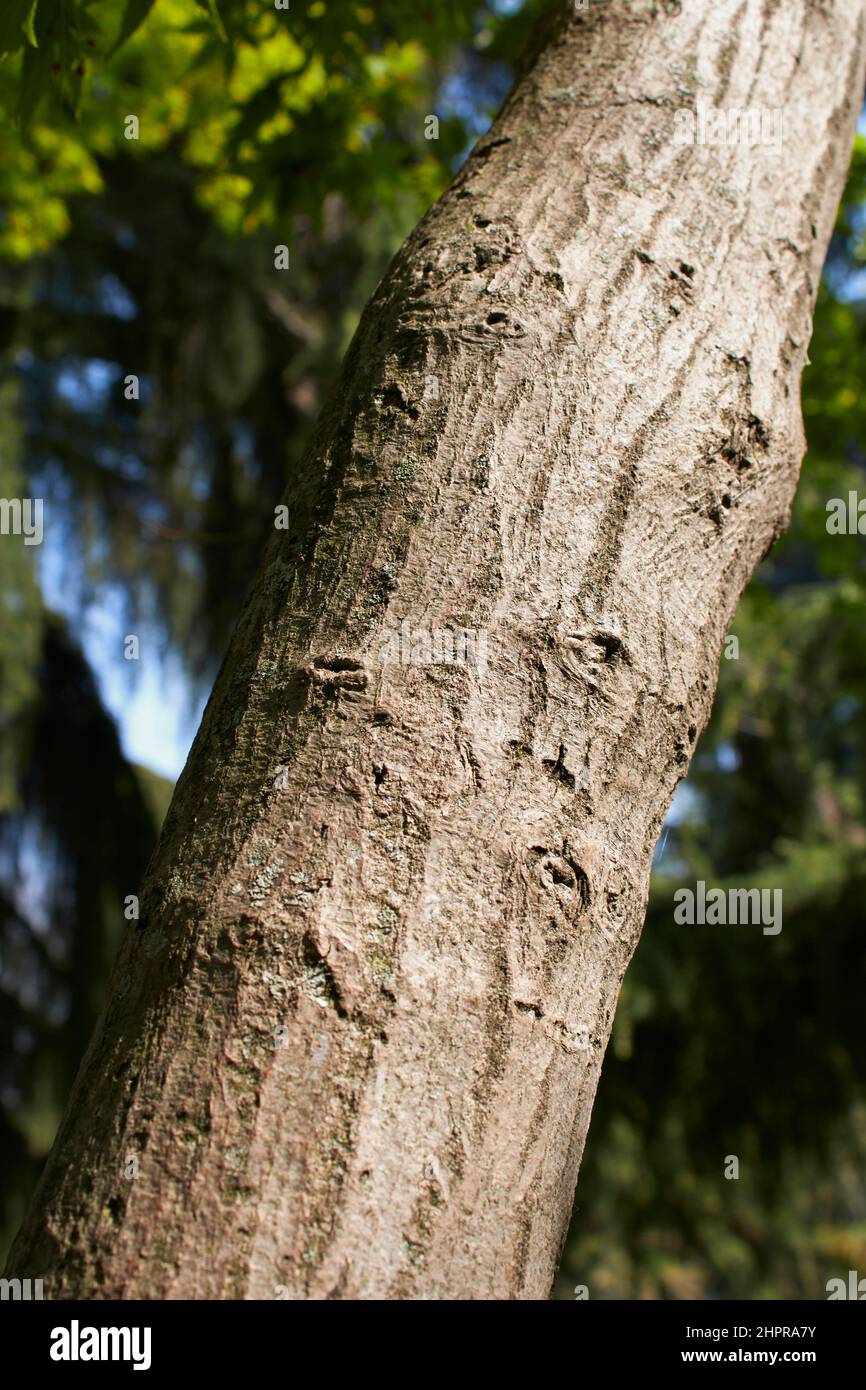 Acer palmatum branch and trunk close up Stock Photo