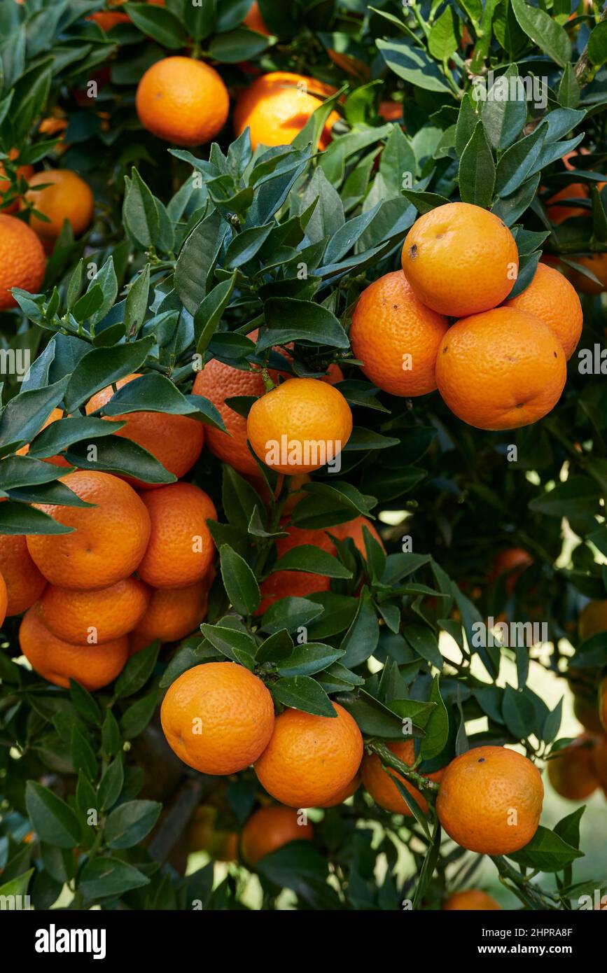 Citrus myrtifolia tree with fresh fruit Stock Photo