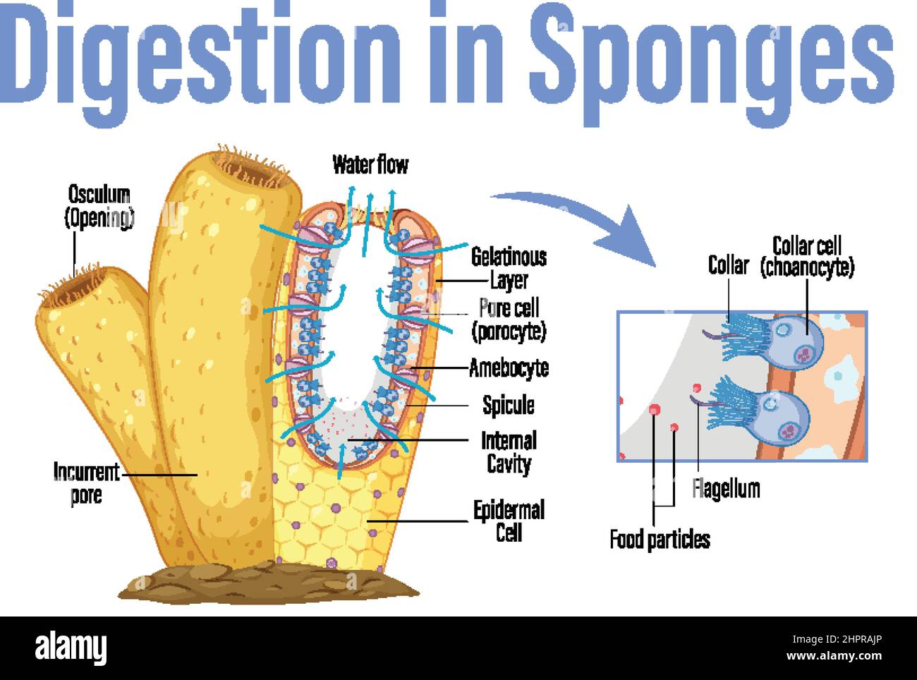 Diagram showing digestion in sponges illustration Stock Vector Image & Art Alamy