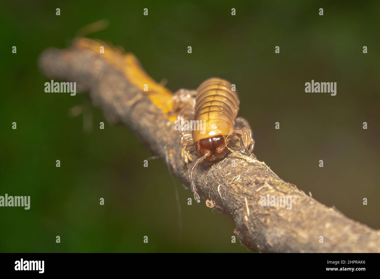 White millipede half body shot with red face and long antennas Stock Photo