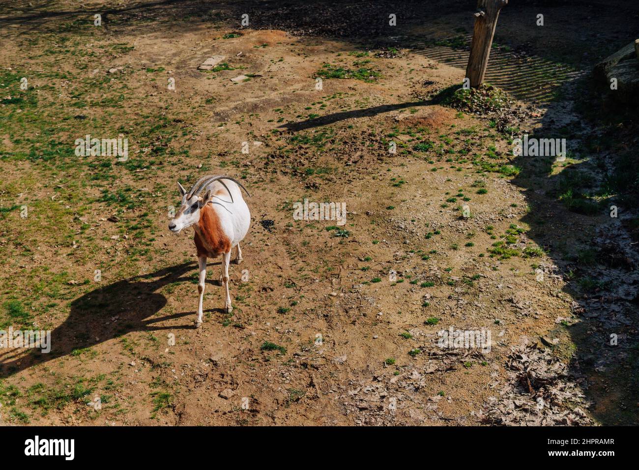 Wild goat standing on a dirt ground Stock Photo - Alamy