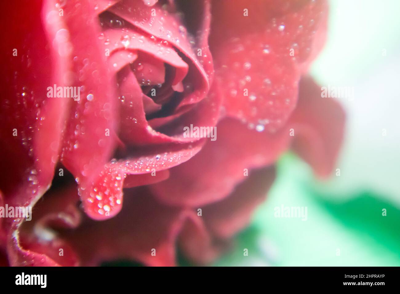 Close-up of red rose in a green background Stock Photo - Alamy