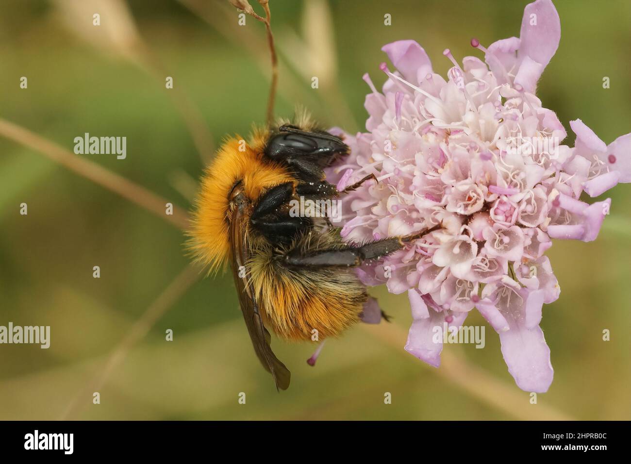 Closeup on the common brown banded bumblebee,Bombus pascuorum, on a pink scabious flower Stock Photo