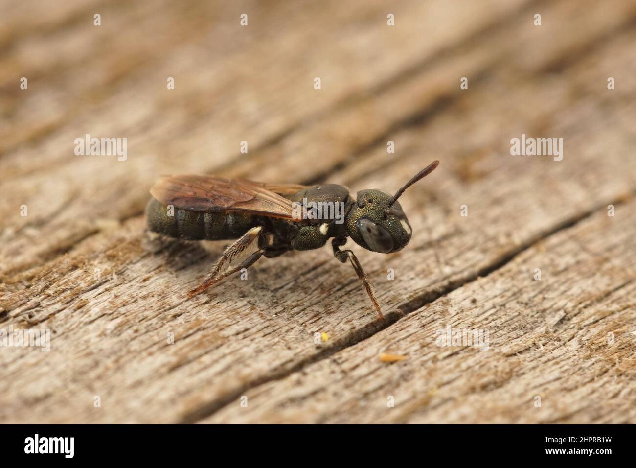Closeup on a colorful Little Blue Carpenter Bee, Ceratina cyanea sitting on wood Stock Photo