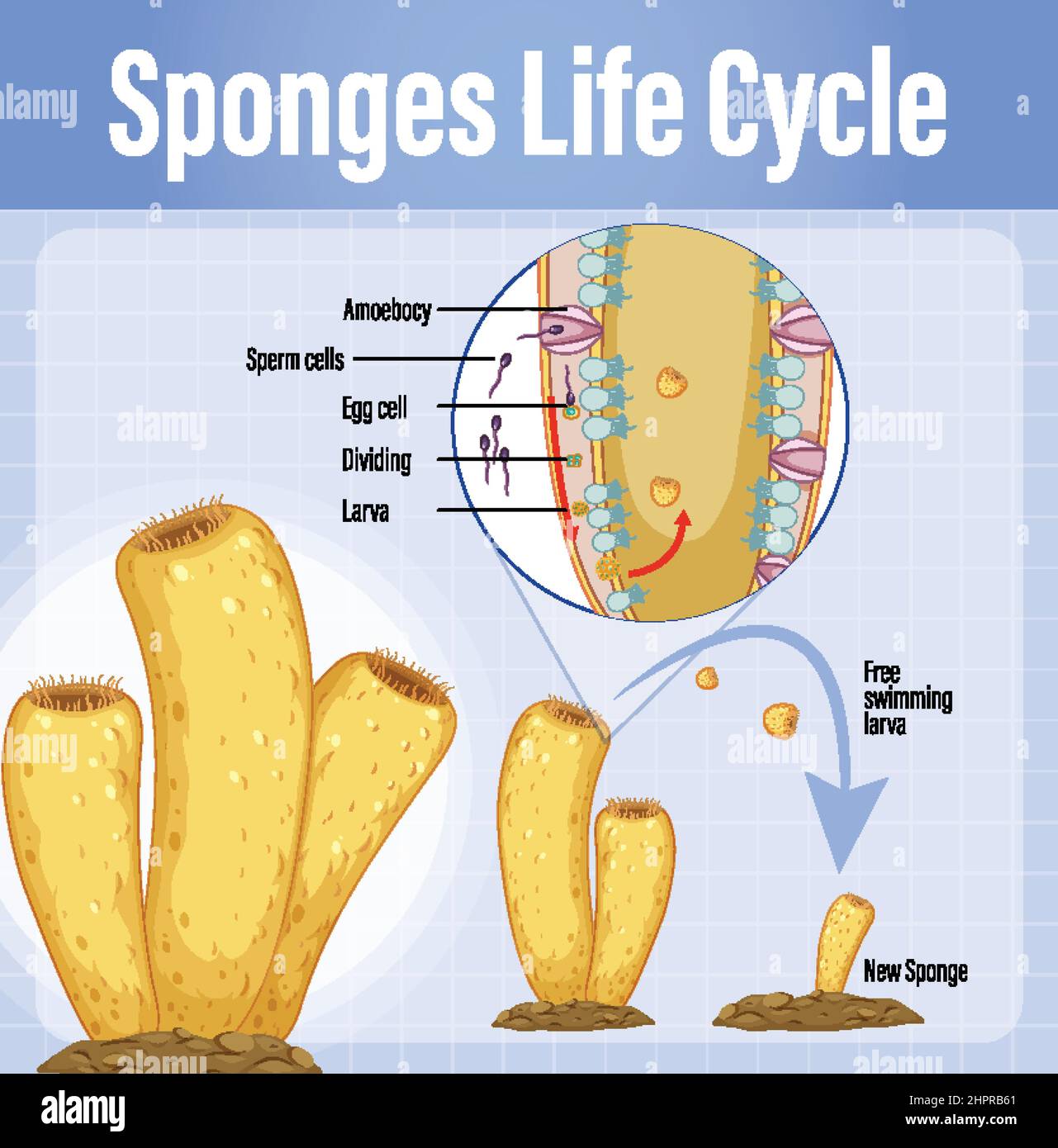 Diagram showing sponges life cycle illustration Stock Vector Image