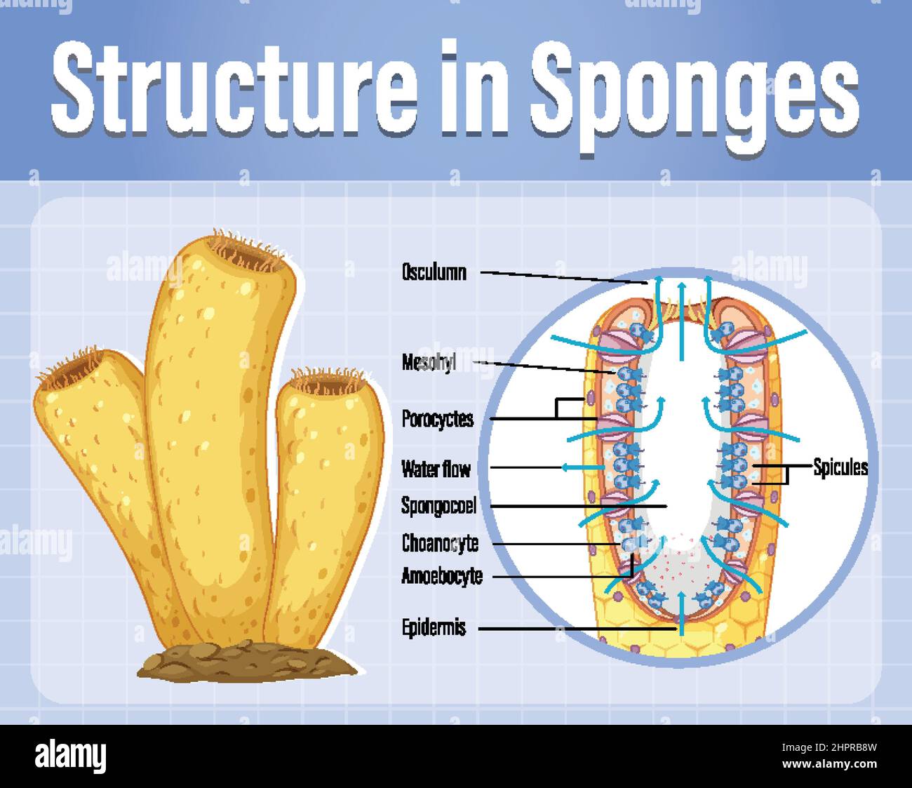 Diagram showing structure in sponges illustration Stock Vector Image
