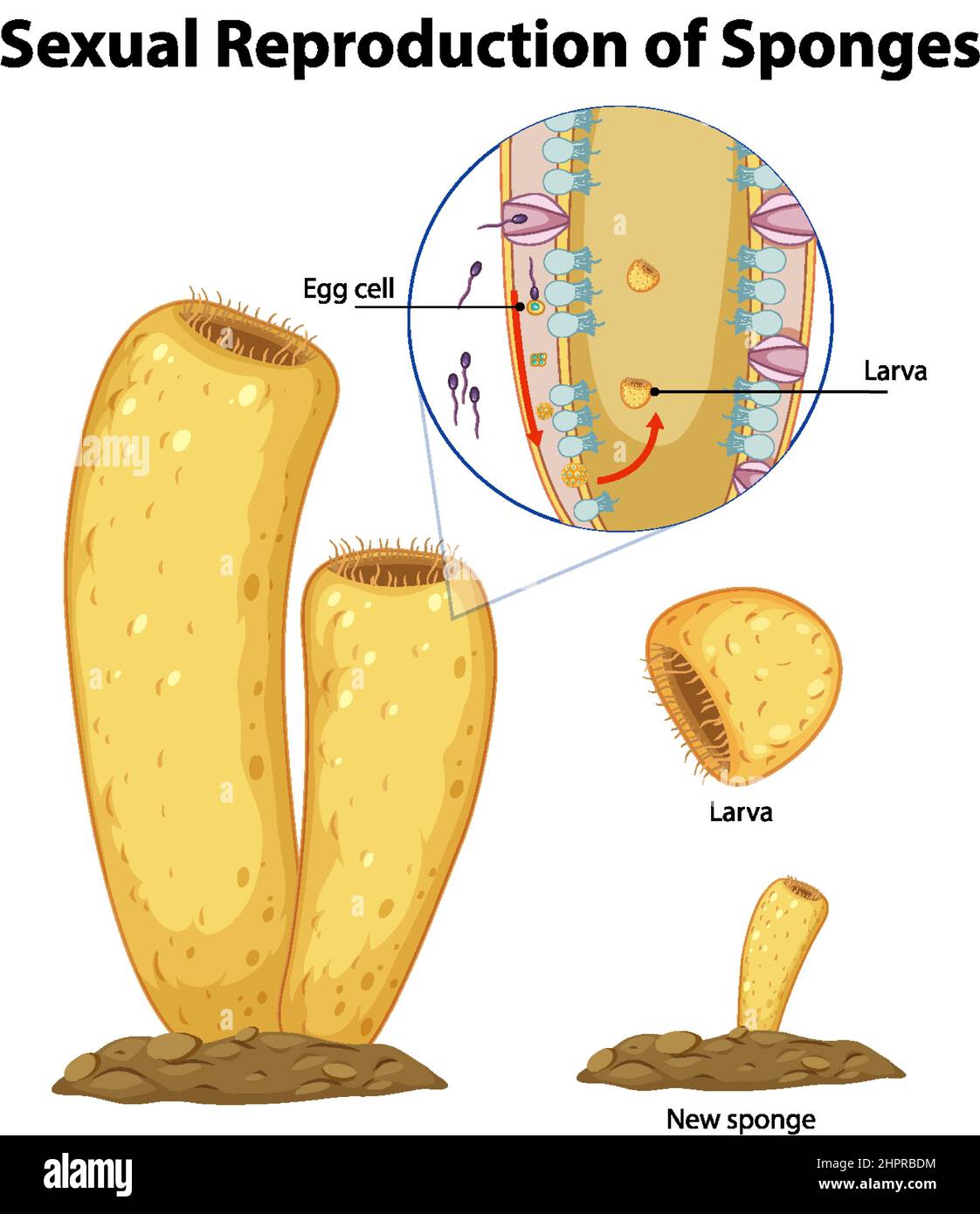 Diagram showing reproduction in sponges illustration Stock Vector Image
