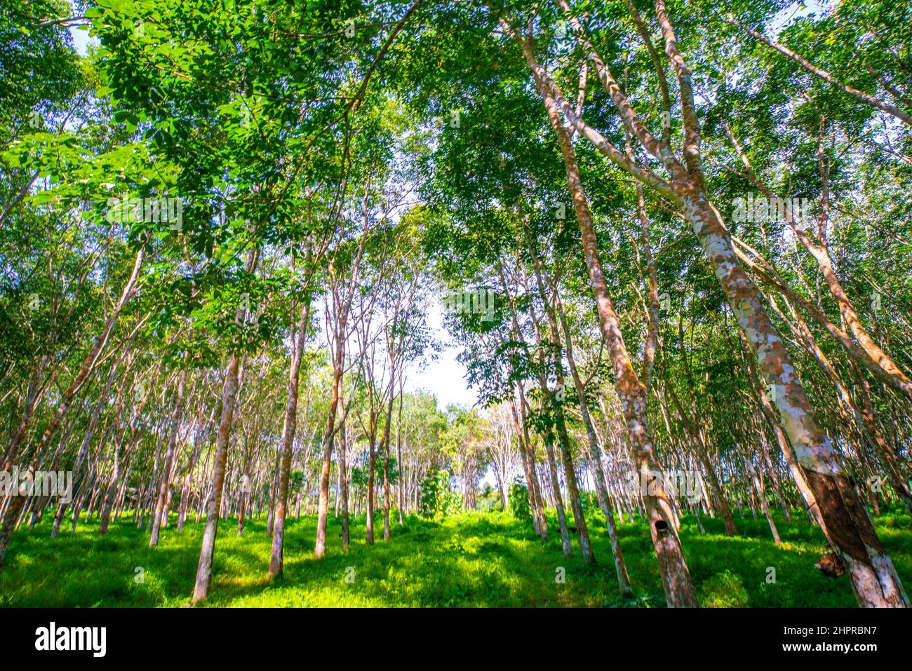 Para rubber tree forest with sun light agricultural industry Stock Photo -  Alamy