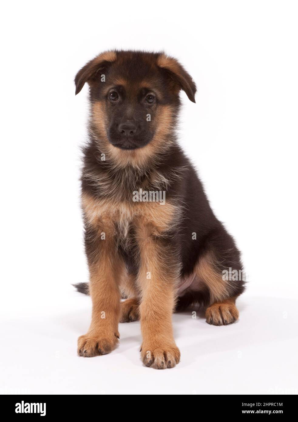 German Shepherd Dog aged 8 weeks Stock Photo