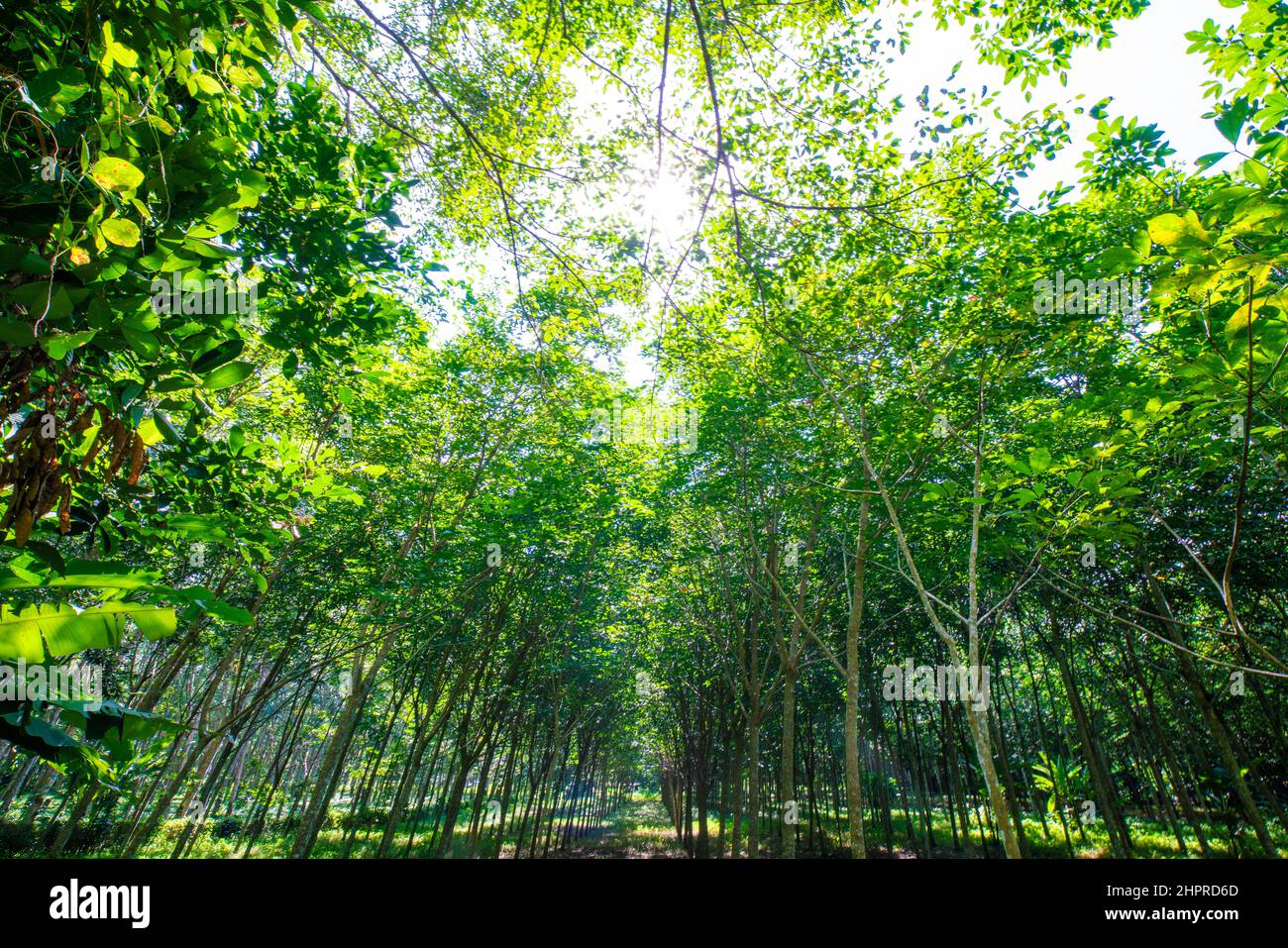 Para rubber tree forest with sun light agricultural industry Stock