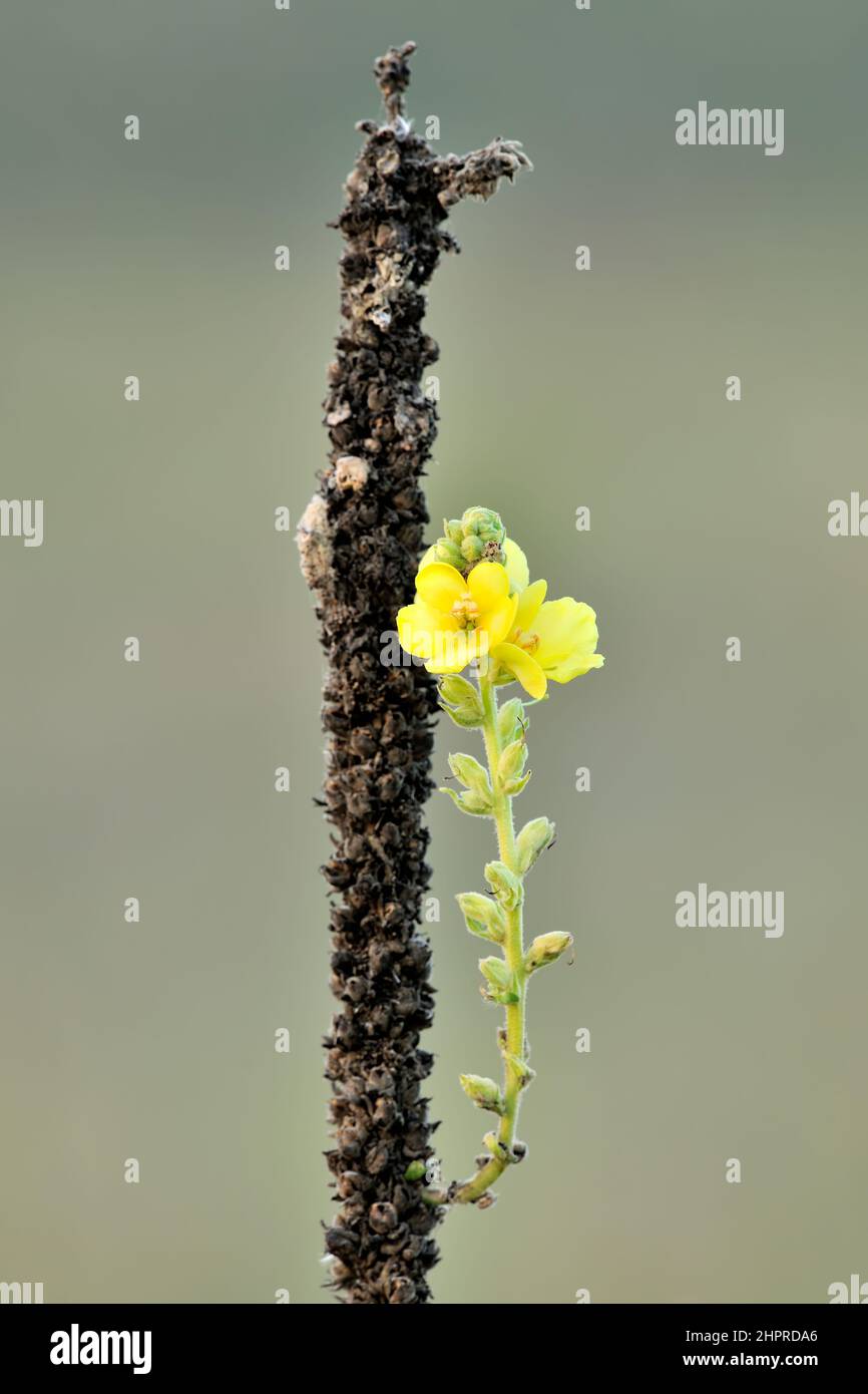 Small yellow mullein flowers in meadow at dusk. Sprout on a dry stem. Wild medicinal plant. Blurred background, copy space. Genus Verbascum thapsus. Stock Photo