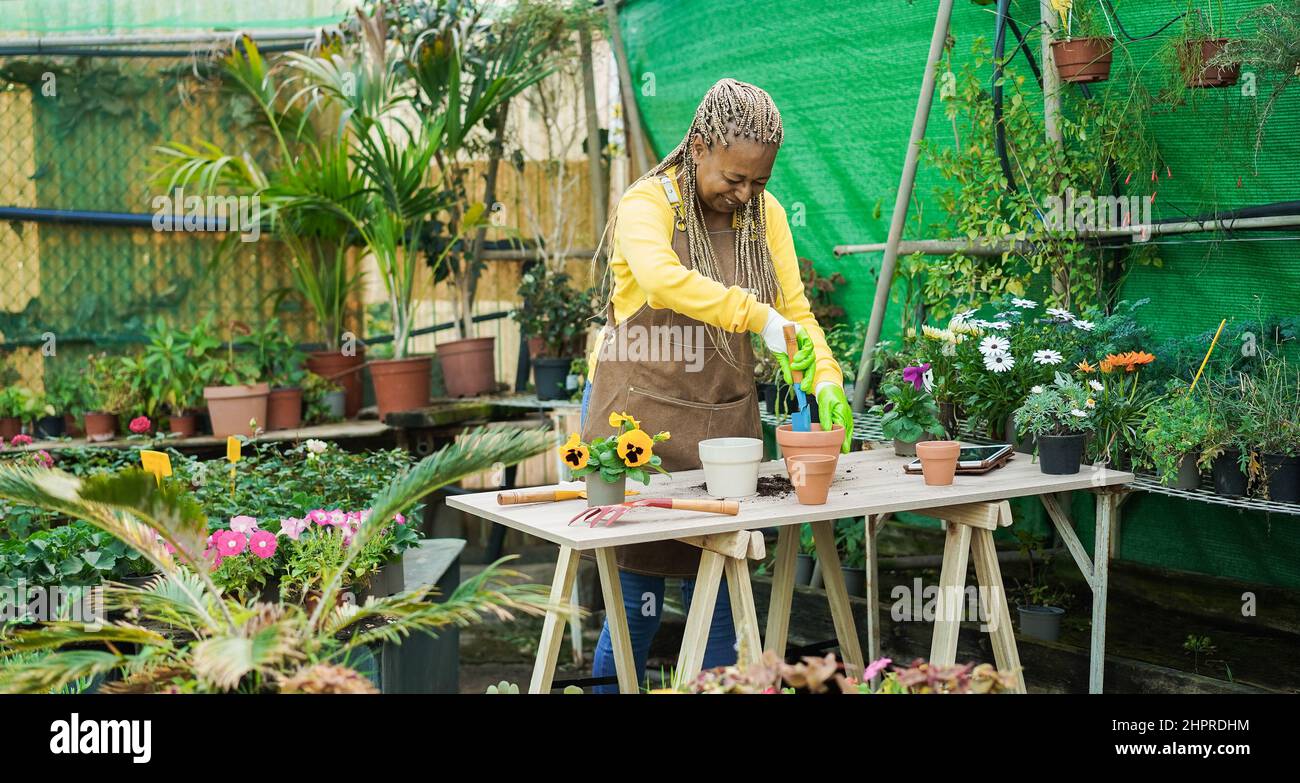 African senior woman working inside greenhouse garden - Nursery and spring concept - Focus on face Stock Photo