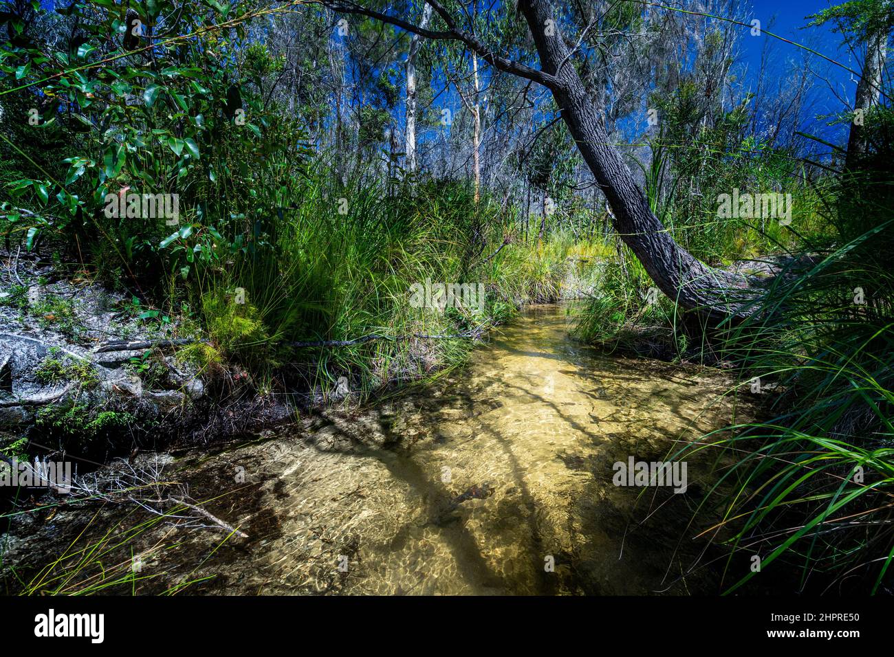 Clear freshwater stream over white sand, Seary's Creek, Cooloola Recreation Area, Rainbow Beach, Queensland, Australia Stock Photo