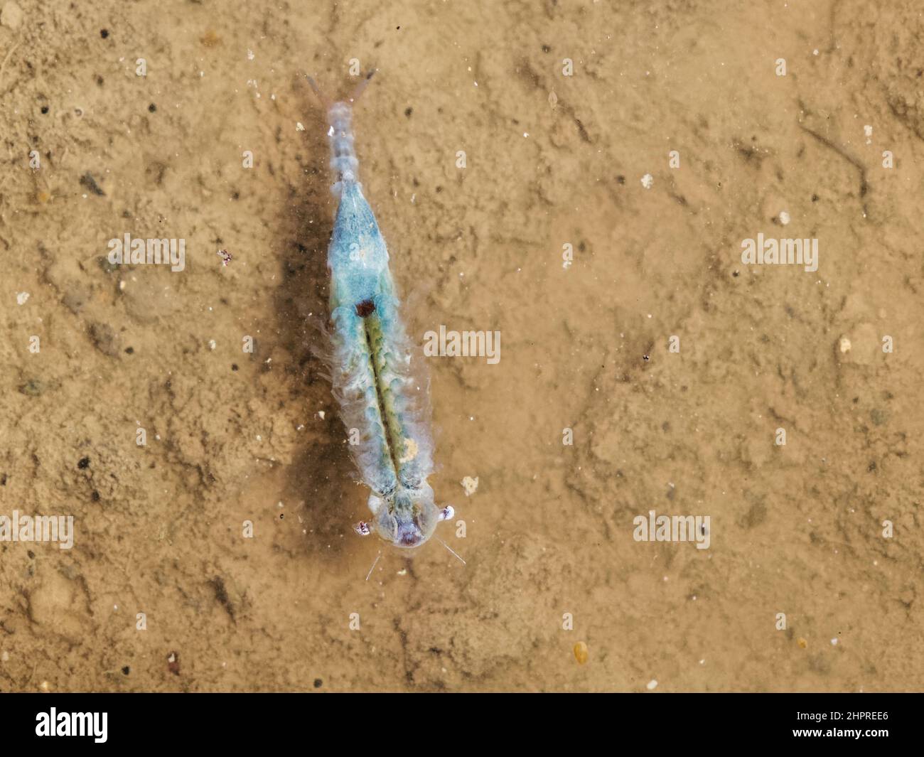 Fairy Shrimp (Chirocephalus diaphanus) female with a visible egg case, swimming in a puddle in tank tracks, Salisbury Plain, Wiltshire, UK, September. Stock Photo