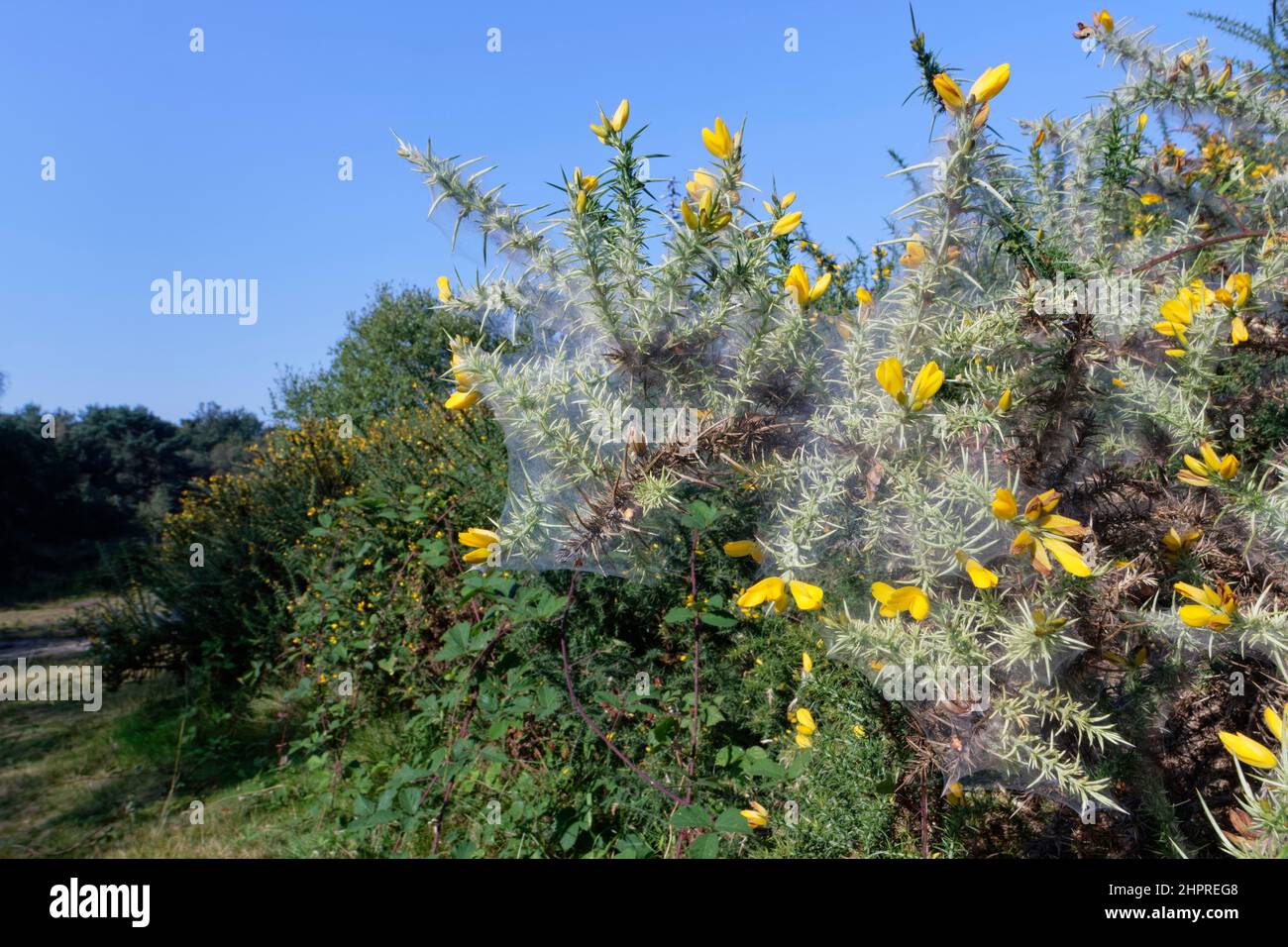 Gorse spider mite (Tetranychus lintearius) silk tents shrouding a Common gorse bush (Ulex europaeus) on heathland, Devon, England, September. Stock Photo