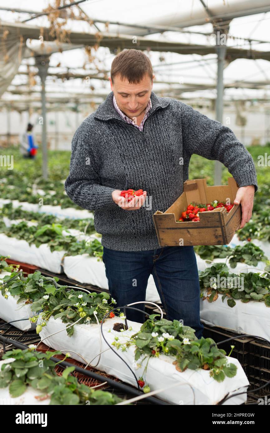 Adult man harvesting strawberries in hi-res stock photography and ...