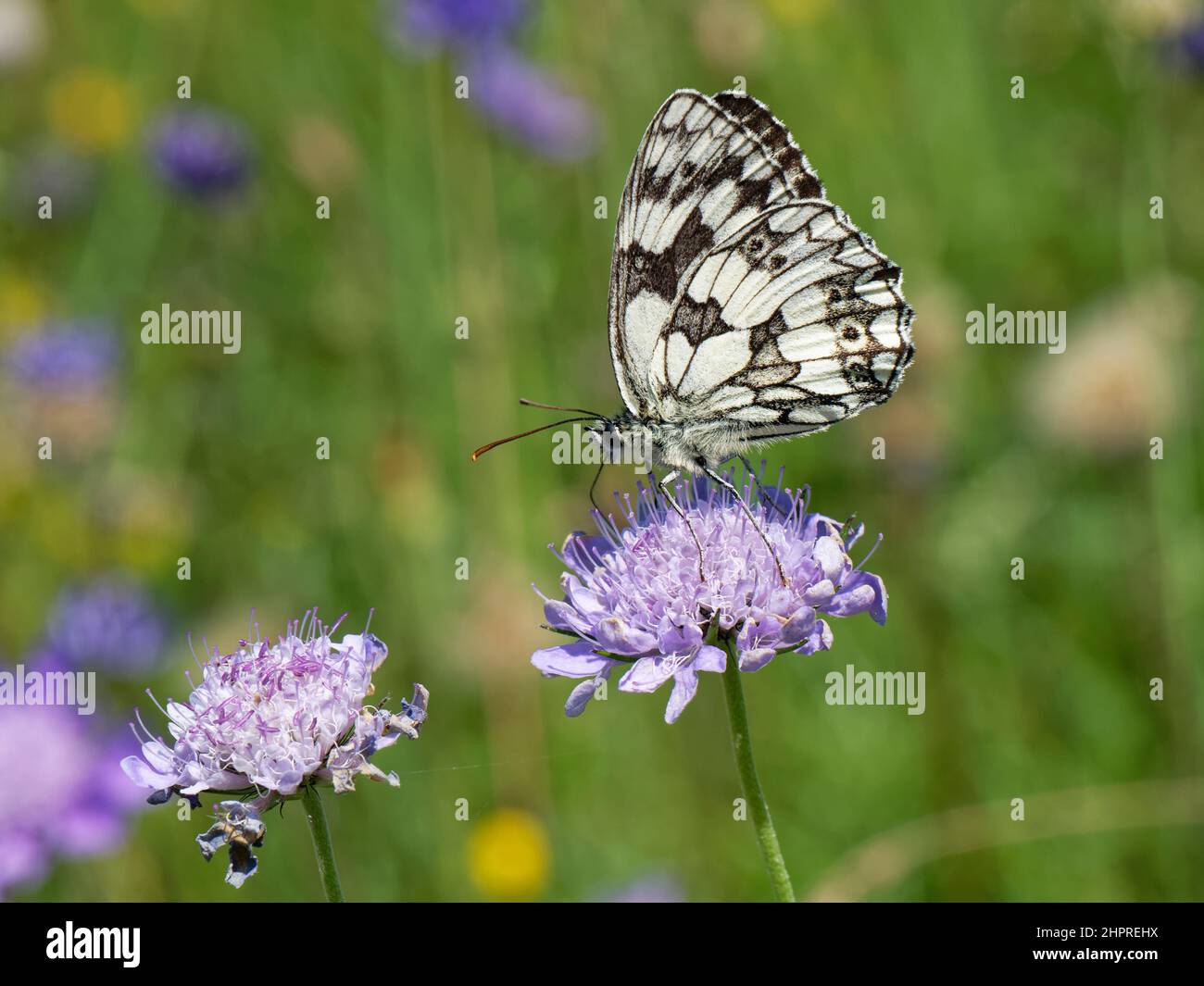Marbled white butterfly (Melanargia galathea) nectaring on a Small scabious (Scabiosa columbaria) flower on a chalk grassland down, Wiltshire, UK. Stock Photo