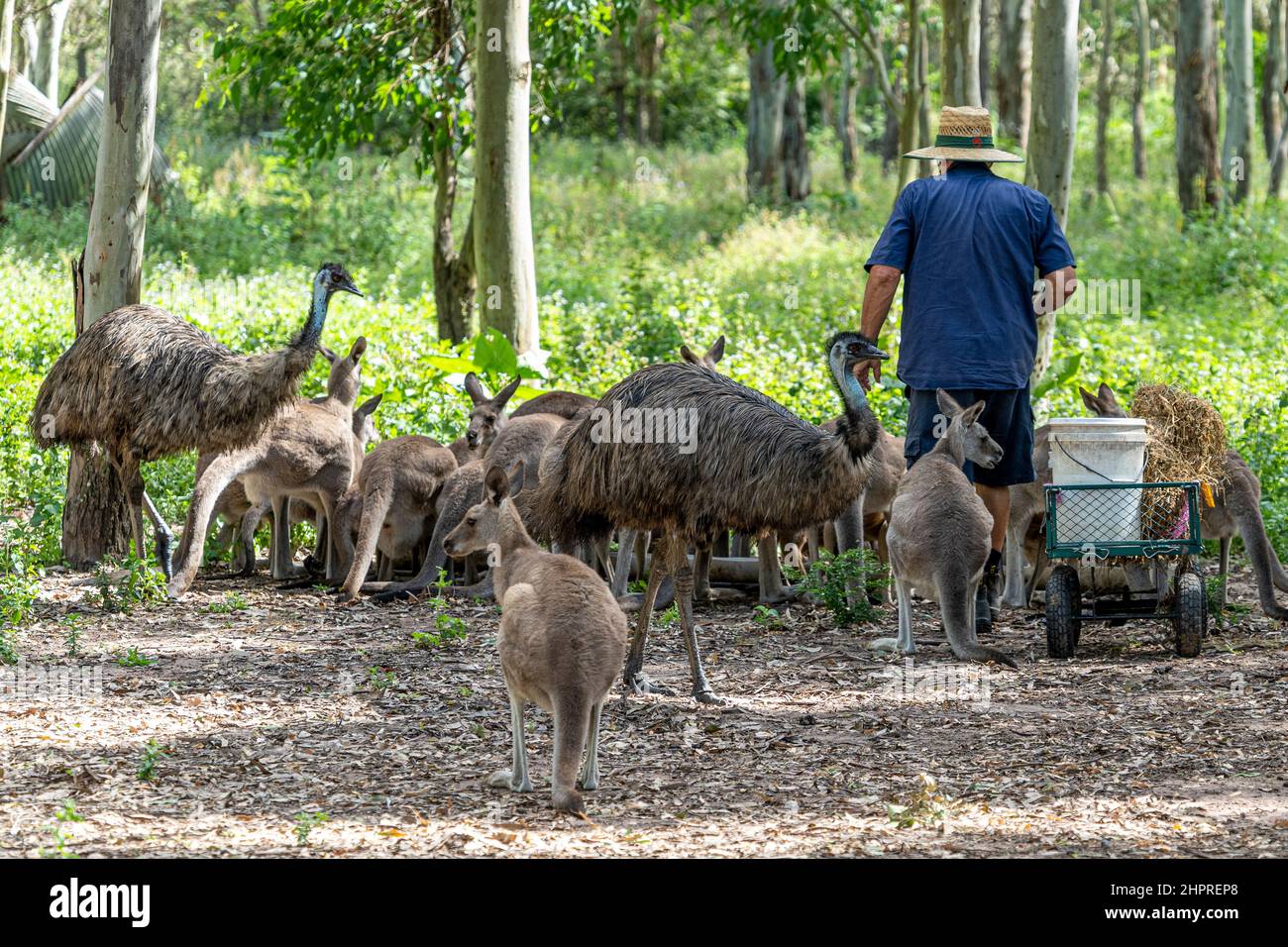 Volunteer feeding emus and kangaroos at wildlife sanctuary, Queensland, Australia Stock Photo