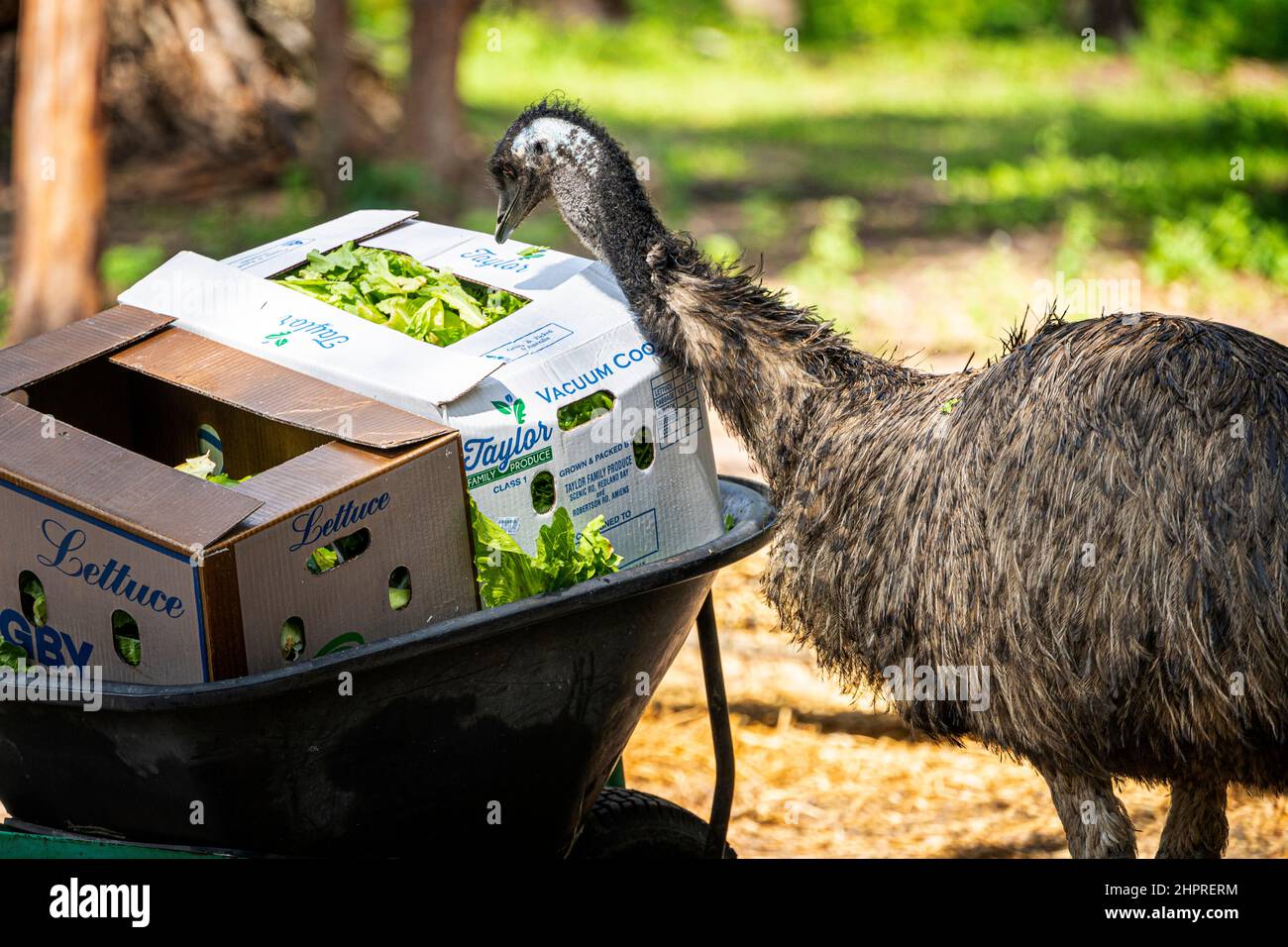 Emu (Dromaius novaehollandiae) eating lettuce from cardboard box at wildlife sanctuary. Queensland, Australia Stock Photo