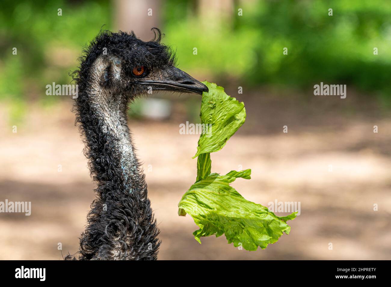 Headshot of Emu (Dromaius novaehollandiae) eating lettuce leaf. Queensland, Australia Stock Photo