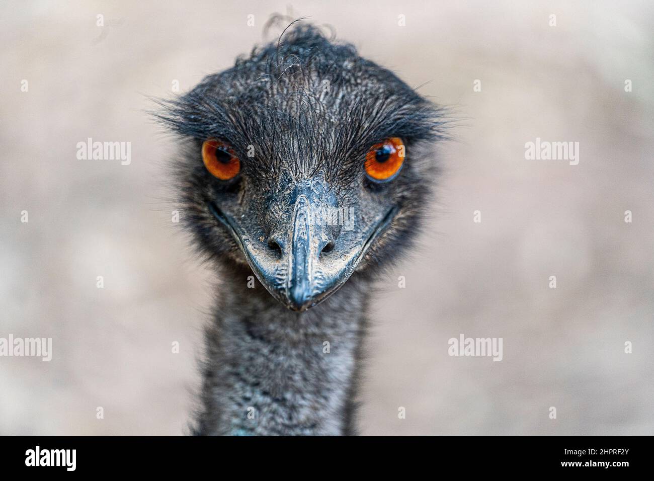 Headshot of Emu (Dromaius novaehollandiae). Queensland, Australia Stock ...