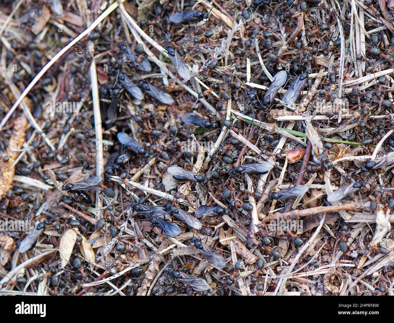 Southern wood ant (Formica rufa) nest surface with many workers and emerging winged male alates, Dorset heathland, UK, May. Stock Photo