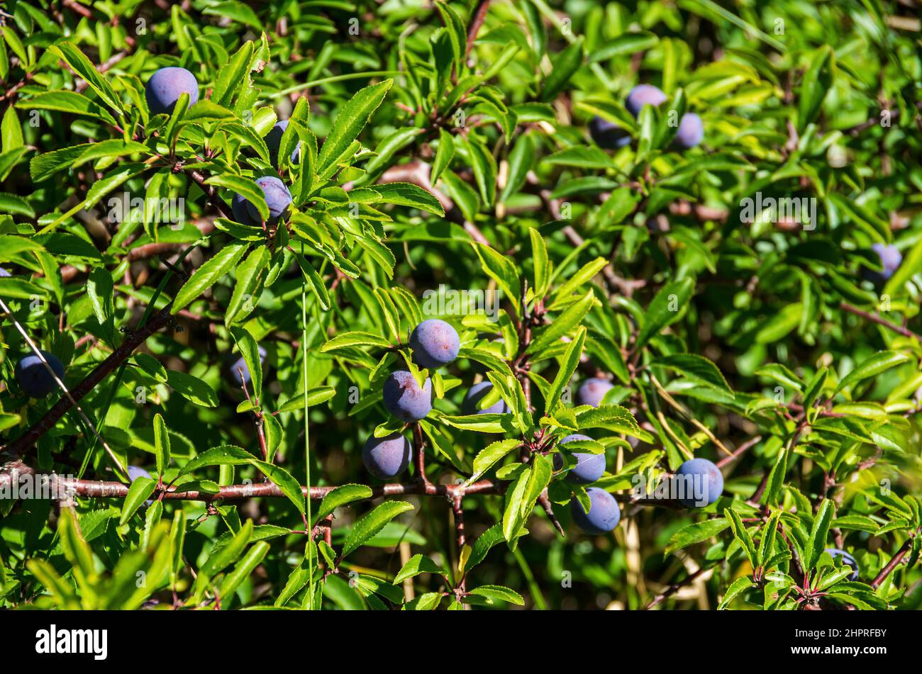 Blackthorn bush, Prunus spinosa, full of fruit. Stock Photo