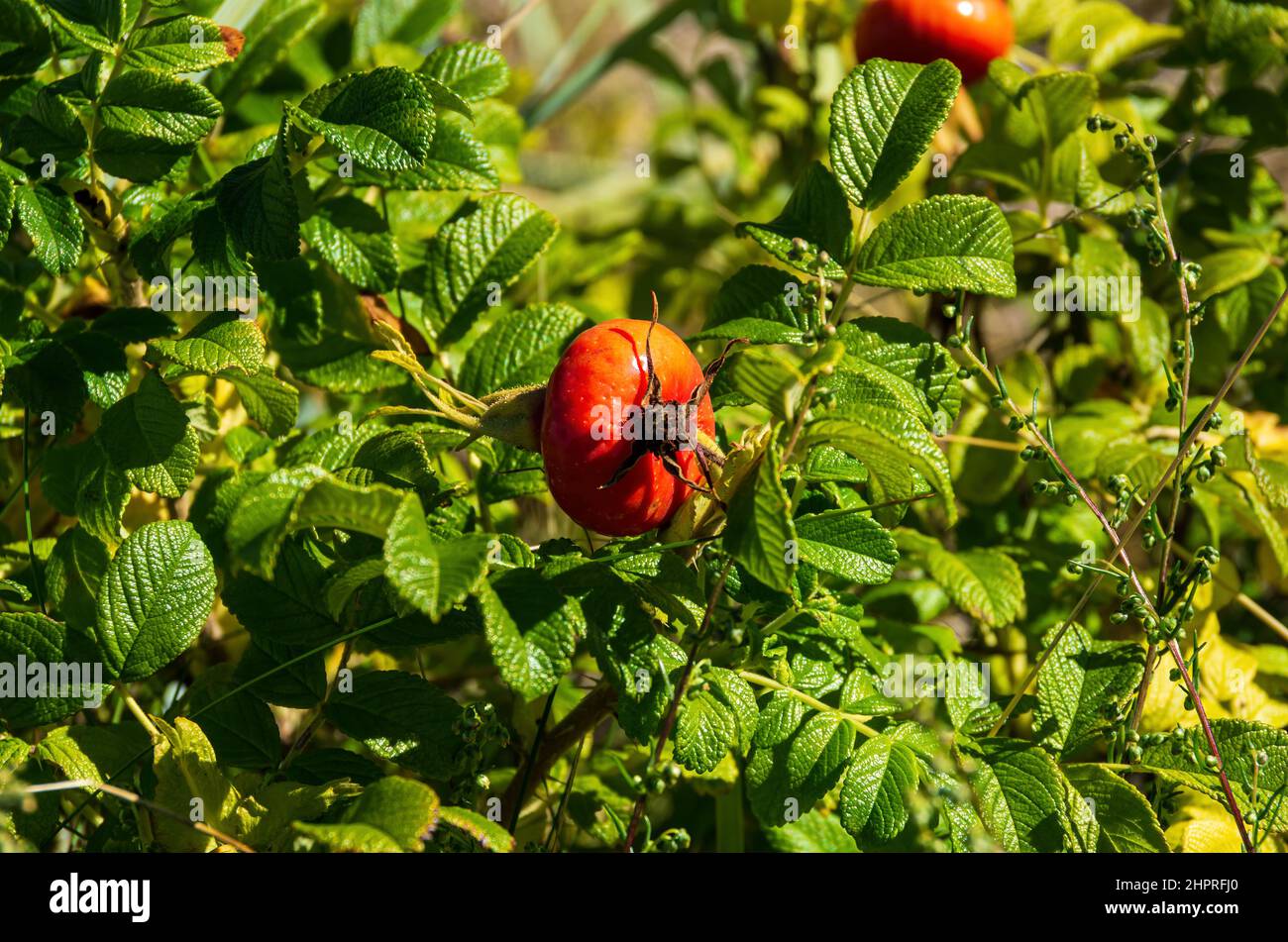 Ripe rosehips of the beach rose (Rosa rugosa), which resemble tomatoes, on a bush in the wild. Stock Photo