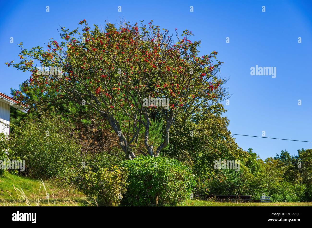 Rowan tree or mountain ash, Sorbus aucuparia, full of ripe rowan berries in a front garden. Stock Photo