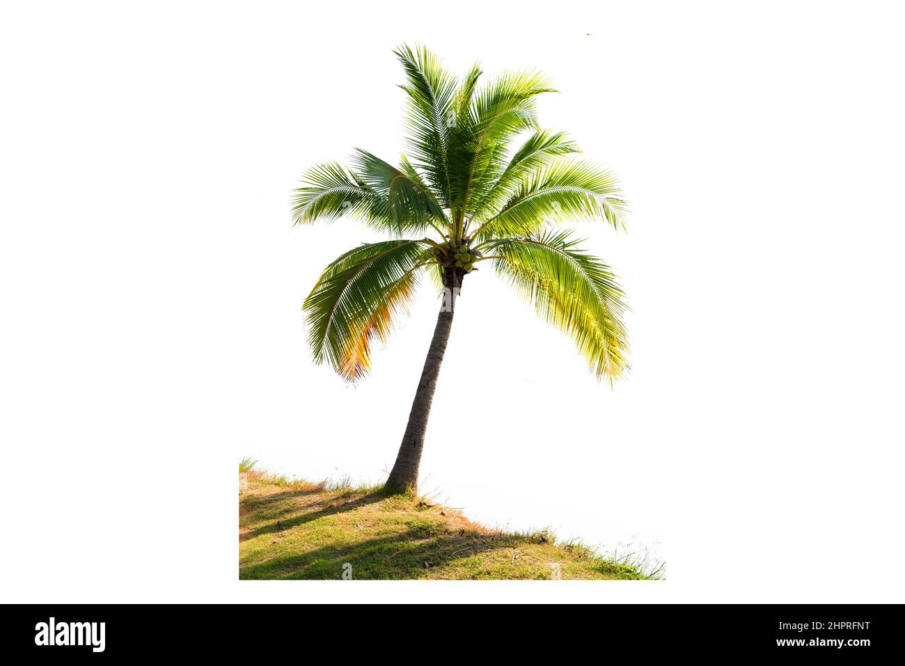 Beautiful coconut palm tree isolated on the white background Stock ...