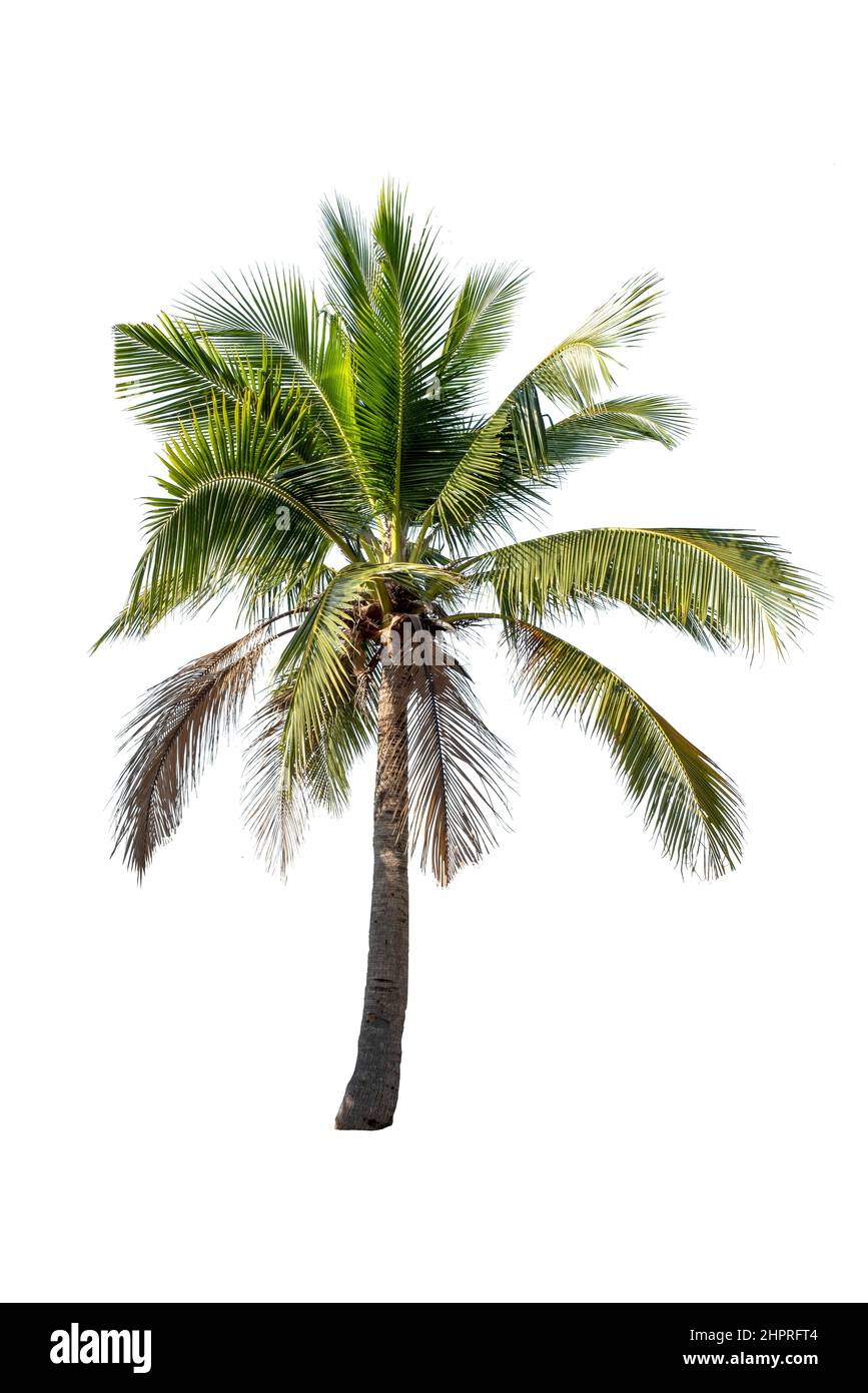 Beautiful coconut palm tree isolated on the white background Stock ...