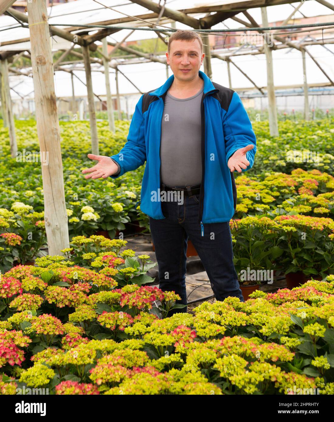 Mature male gardener working with plant of hortensia in pots in greenhouse Stock Photo