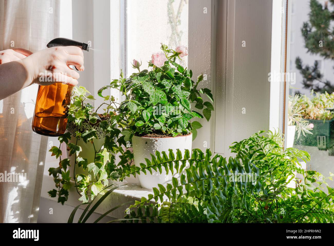 Woman taking care and spraying with water dry indoor green plants. Home gardening and urban jungle concept Stock Photo