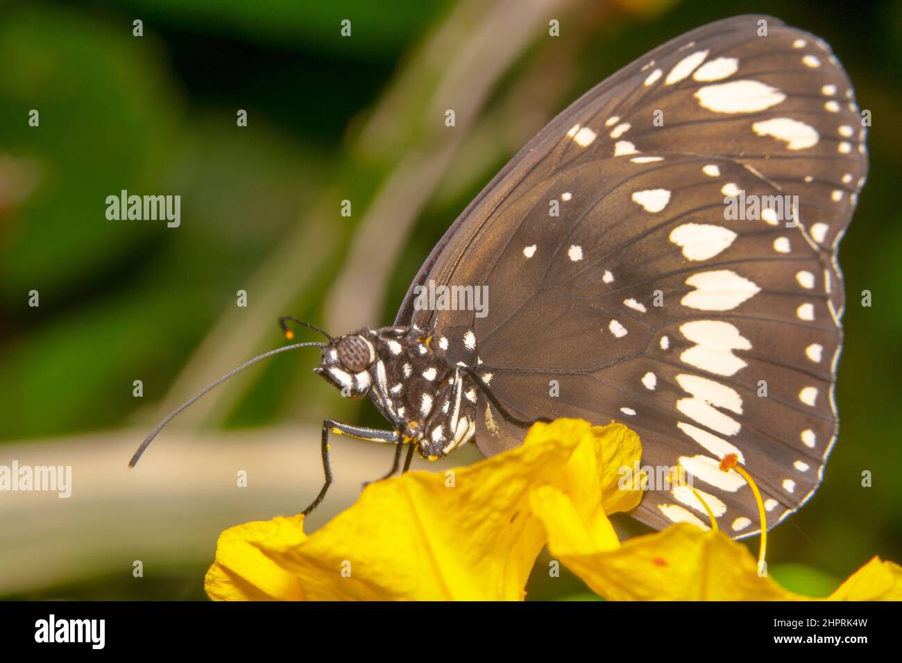 Common crow butterfly/black butterfly side view shot with black and