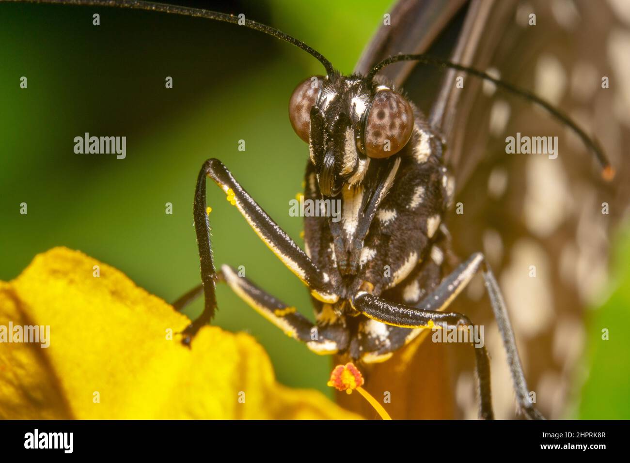 Common crow butterfly/black butterfly close up shot with big round eyes