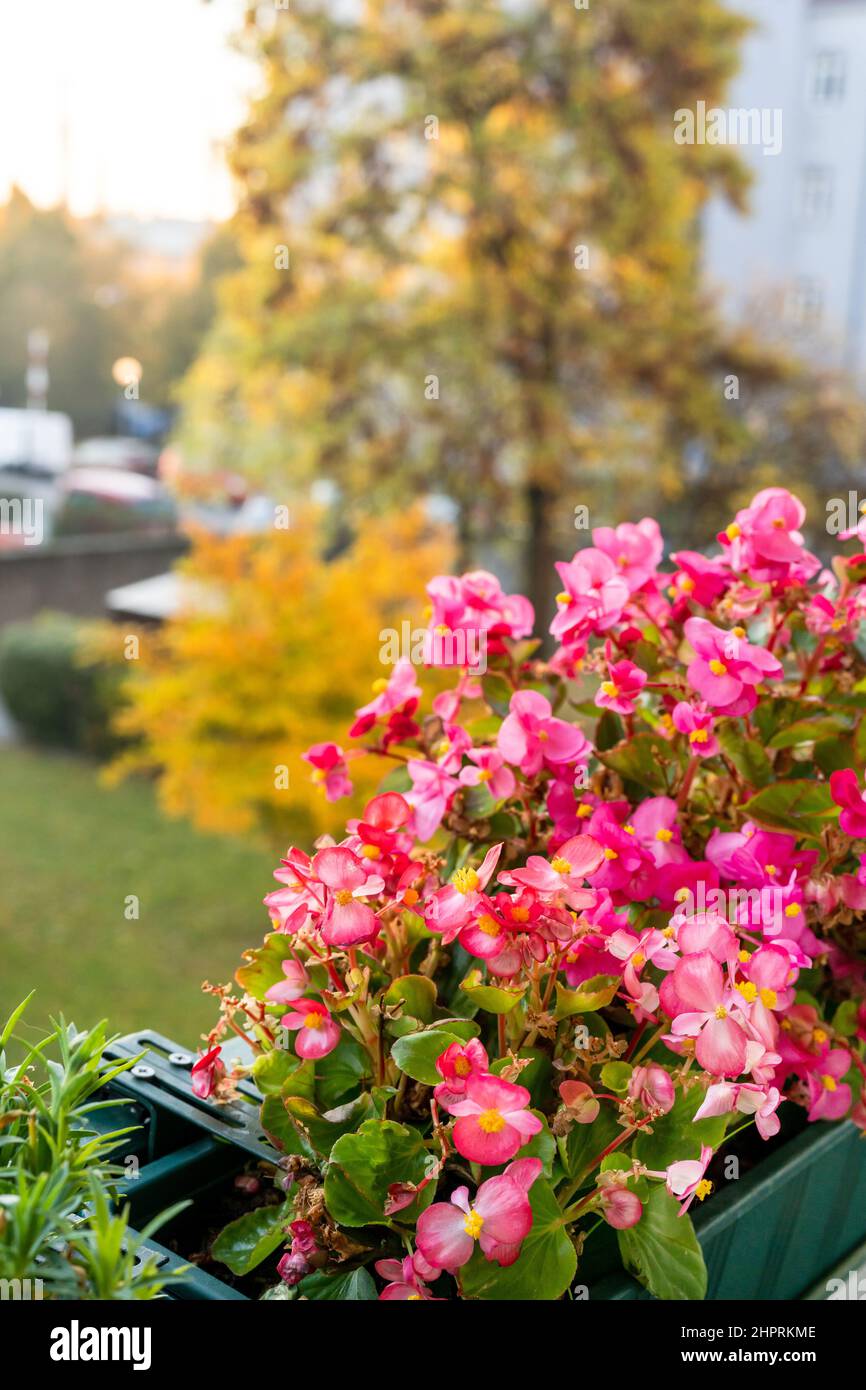 Beautiful pink begonia in Autumn outdoors. Gardening concept. Autumn season. Natural background Stock Photo