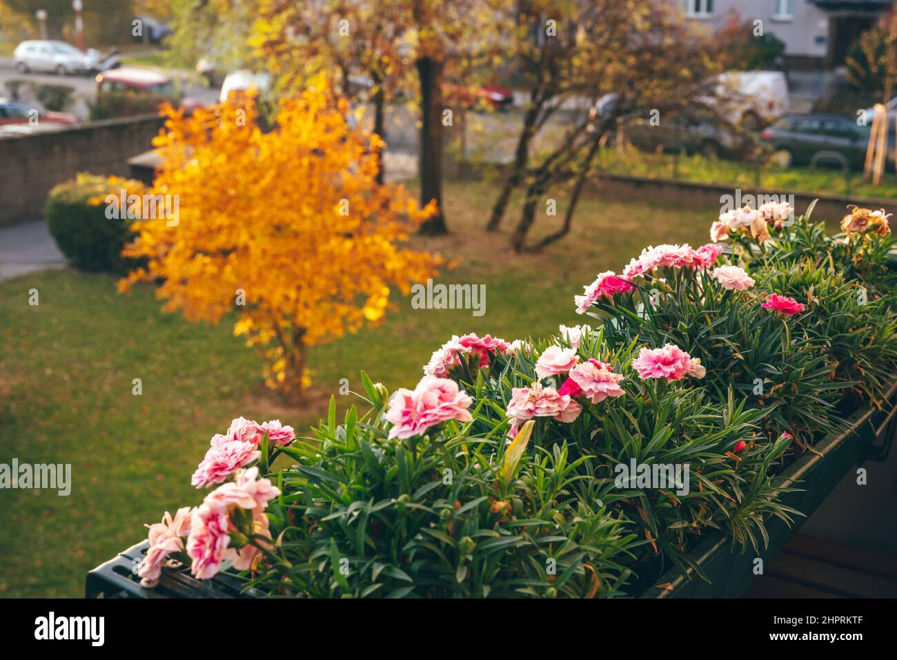 Flowers on the balcony and orange leaves tree in the garden in Autumn. Natural floral background. Autumn season. Gardening Stock Photo