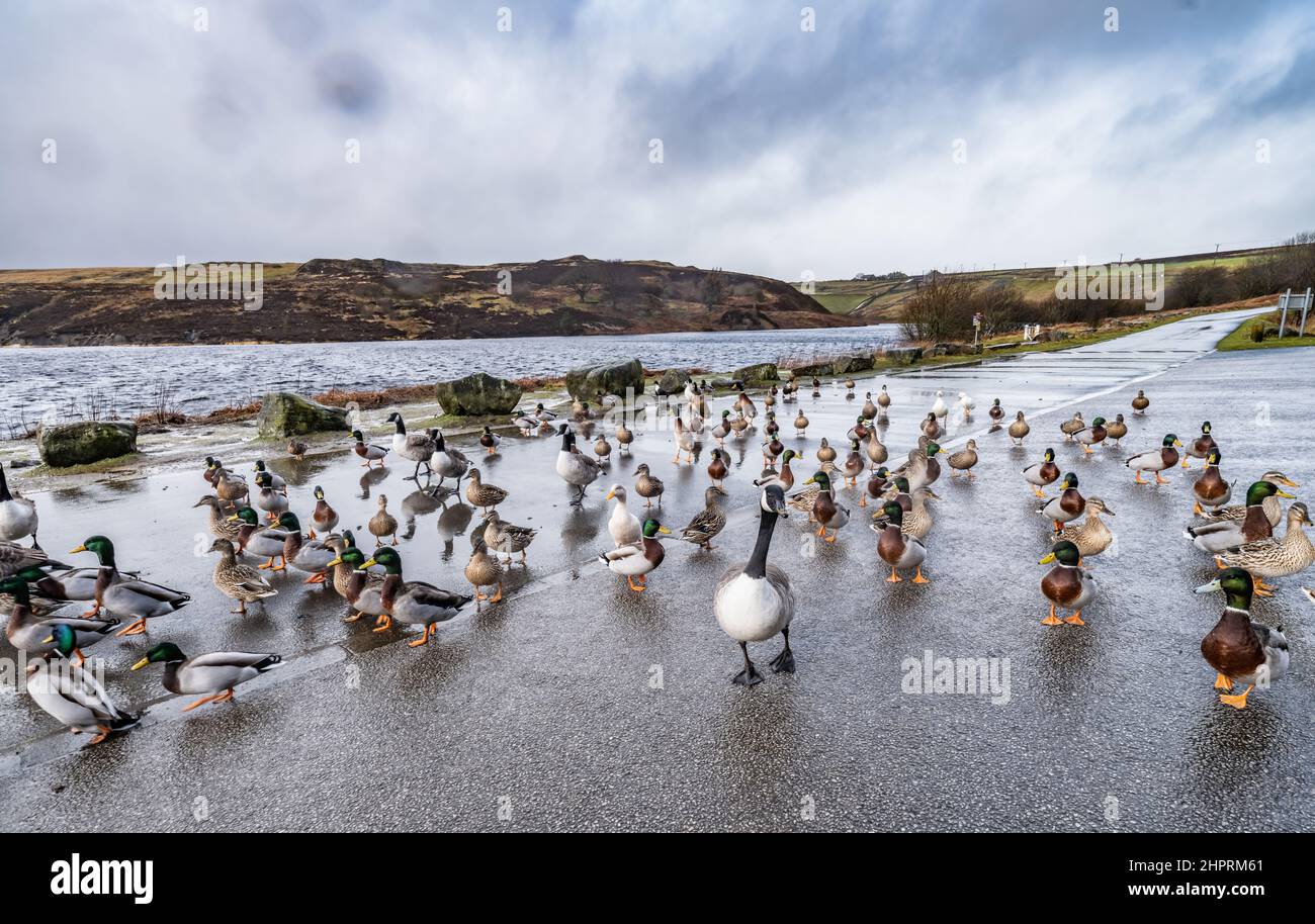 Ducks and geese, congregating together next to a resevoir on a wet stormy winters day in Yorkshire, Stock Photo