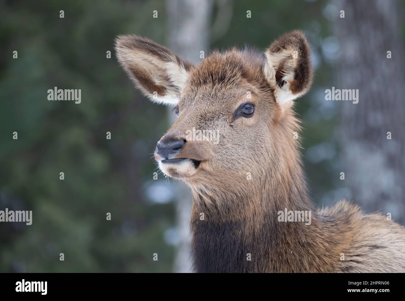 Female Elk isolated against a forest background walking in the winter snow in Canada Stock Photo