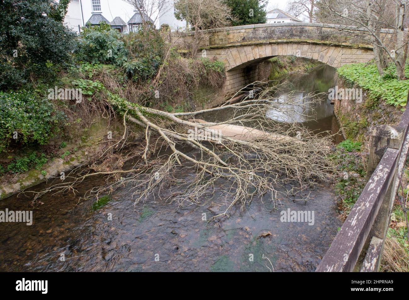 A tree fallen across the river Sid in Sidmouth during the storms of Feb 22, storms Dudley, Eunice, Franklin Stock Photo