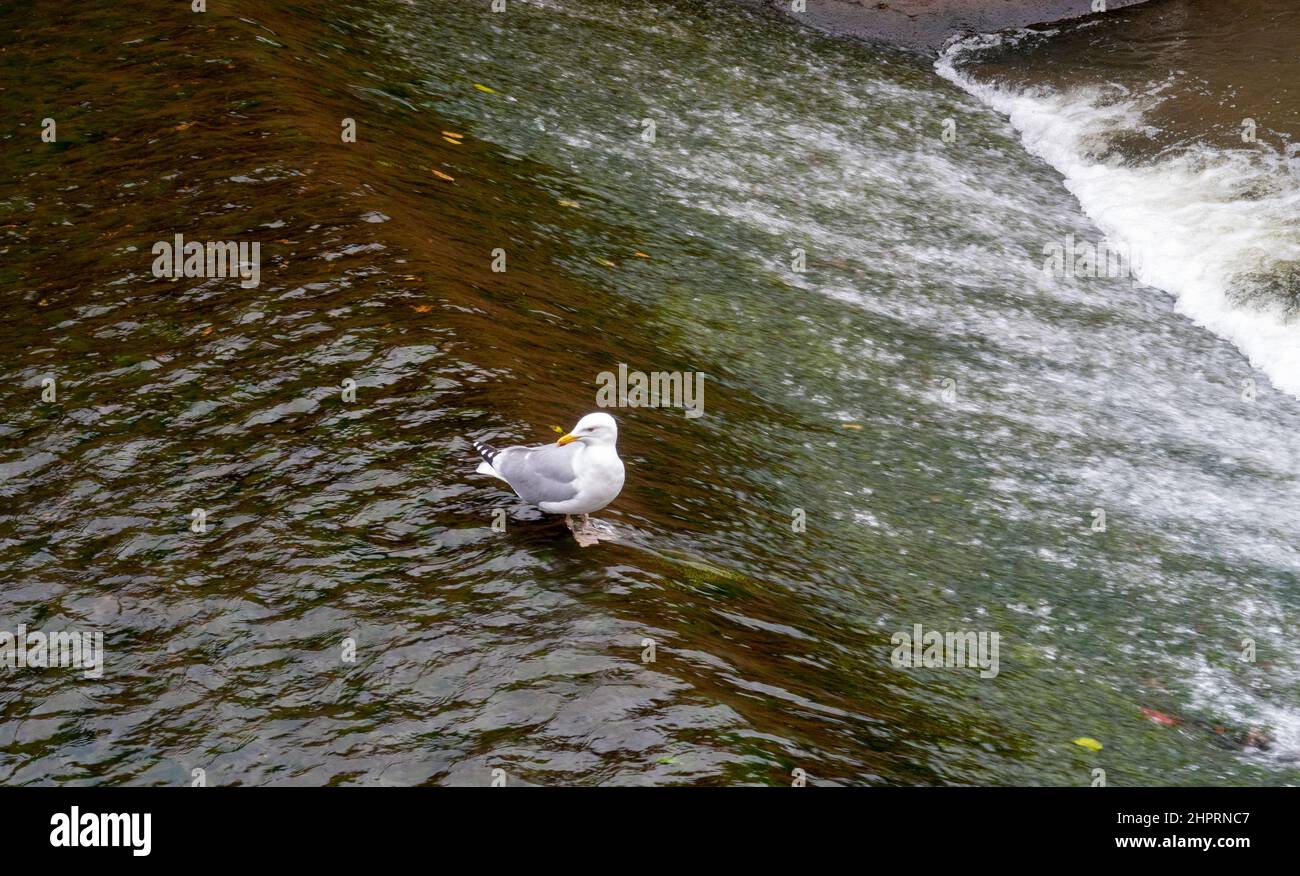 A seagull sits on the edge of a weir in Sidmouth, Devon, England, UK Stock Photo