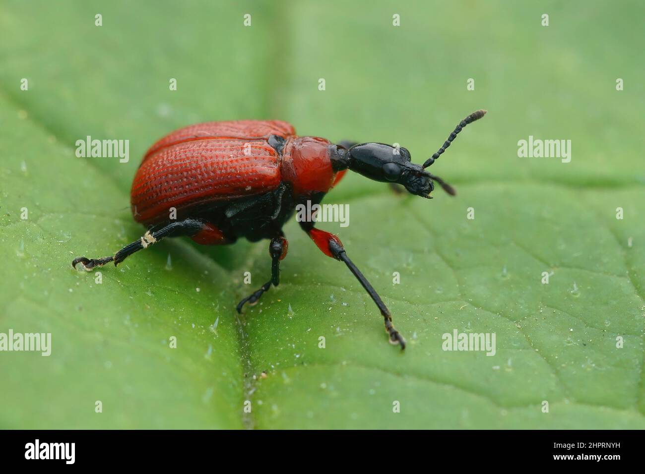 Closeup on a small red hazel-leaf roller weevil beetle, Apoderus coryli sitting on a green leaf Stock Photo