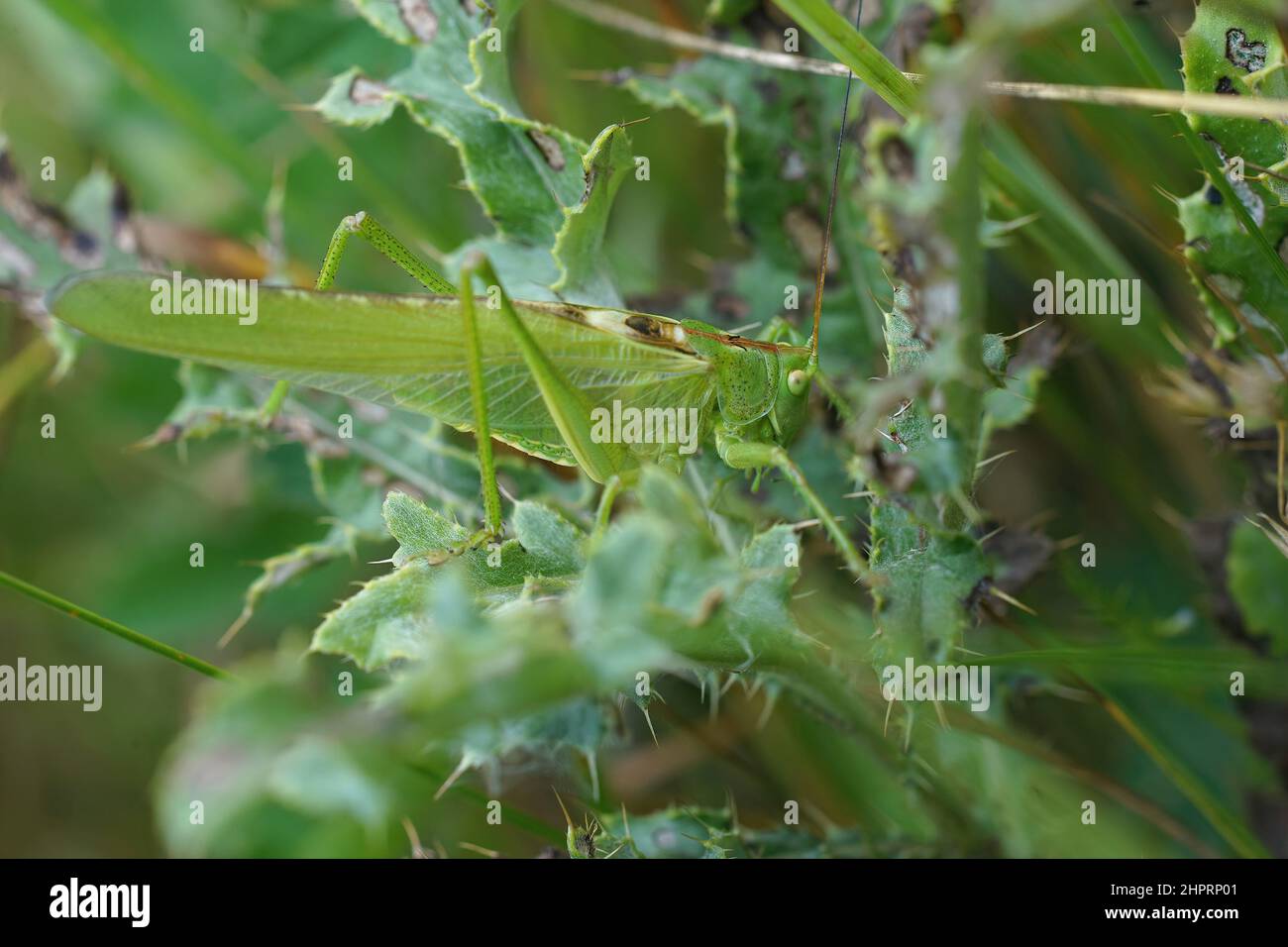 Closeup on a great green bush-cricket, Tettigonia viridissima, hiding in a green thistle Stock Photo