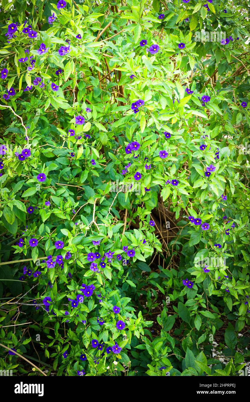 Solanum rantonnetii in bloom in Saint Raphael on the French Riviera. Stock Photo